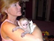 Female White Faced Capuchin Monkeys