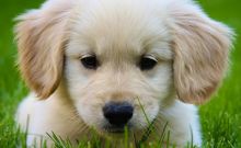 Lovely Male and Female Golden Retriever