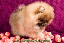 male and female Pomeranian puppies