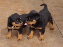 Male and female Rottweiler puppies for pet lovers.