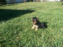 Male and female Yorkie puppies for pet lovers.