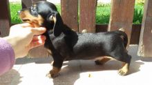 Mini Dachshund Pups for sale