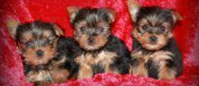 Playful Yorkie Pups