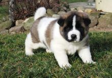 Quality Female and Male Akita Puppy For free