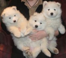 Stay at Home with Kids Samoyed Puppies