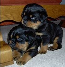 Two Friendly Rottweiler Puppies
