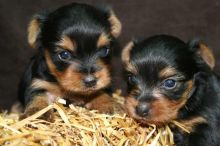 Yorkie Puppies Available for Re-homing