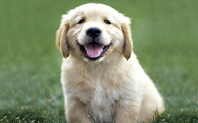 Healthy Male and Female Maltese puppies Image eClassifieds4u