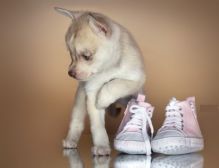 Awesome AKC Reg Blue Eyes Siberian Husky Puppies (Champion Bloodlines) Image eClassifieds4u 1