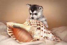 Awesome AKC Reg Blue Eyes Siberian Husky Puppies (Champion Bloodlines) Image eClassifieds4u 2