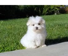 Female Bichon Frise Puppies Image eClassifieds4u 2