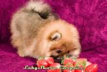 male and female Pomeranian puppies Image eClassifieds4u 2
