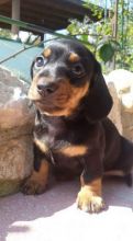 Mini Dachshund Pups for sale Image eClassifieds4u 2