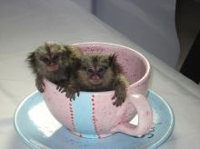 Potty trained marmuset monkies babies for re-homing Image eClassifieds4u 2