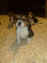 Tri Coloured Beagles Puppies Ready Now Image eClassifieds4u 2