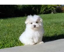 Two Teacup Maltese Puppies Needs a New Family Image eClassifieds4u 2