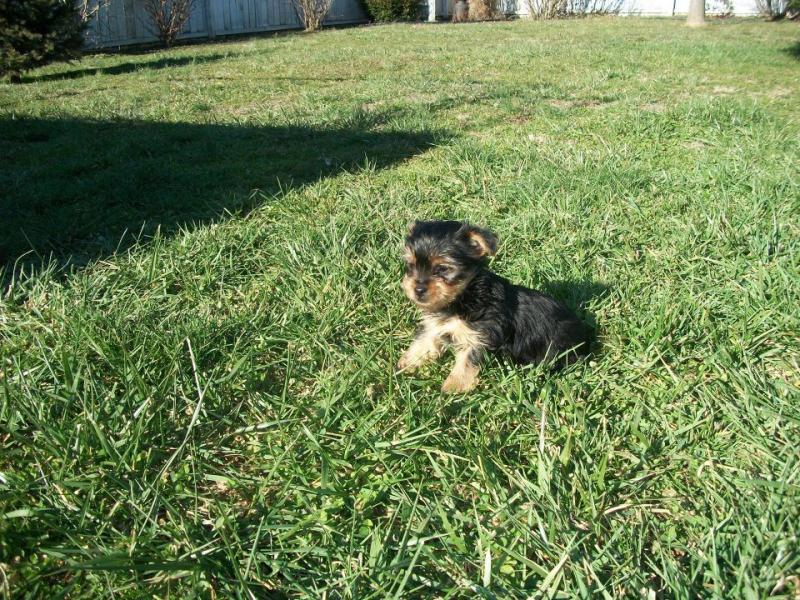 Male and female Yorkie puppies for pet lovers. Image eClassifieds4u