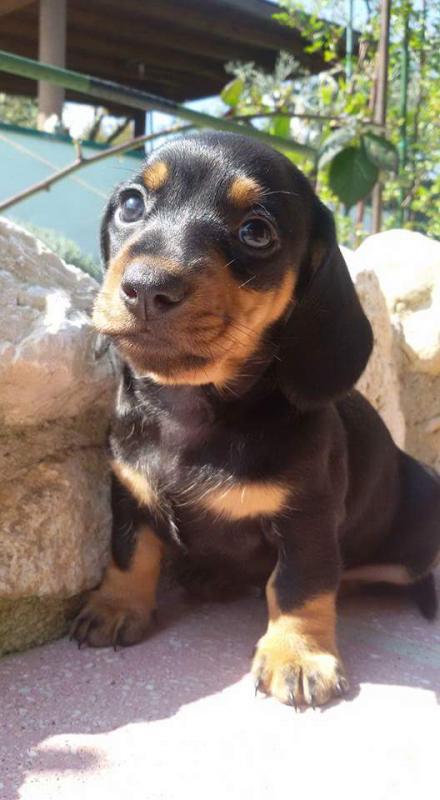 Mini Dachshund Pups for sale Image eClassifieds4u