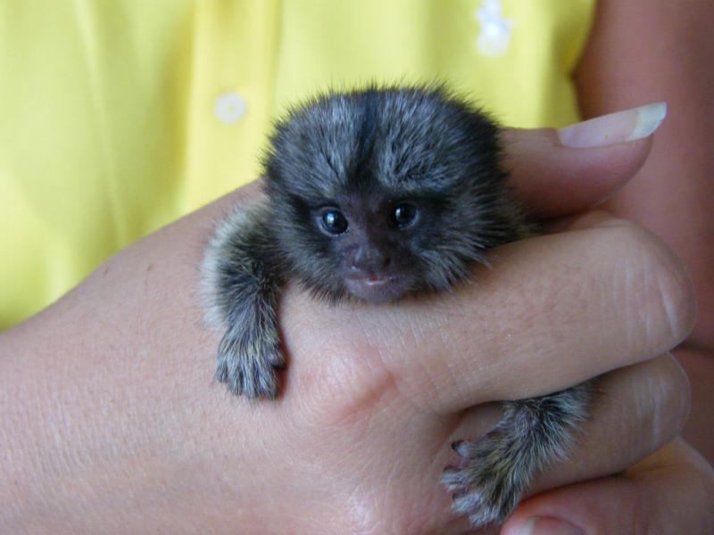 Potty trained marmuset monkies babies for re-homing Image eClassifieds4u