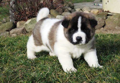 Quality Female and Male Akita Puppy For free Image eClassifieds4u