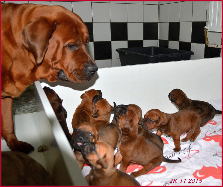 TosaInnu Image eClassifieds4u