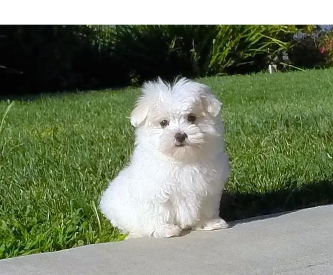 Two Teacup Maltese Puppies Needs a New Family Image eClassifieds4u