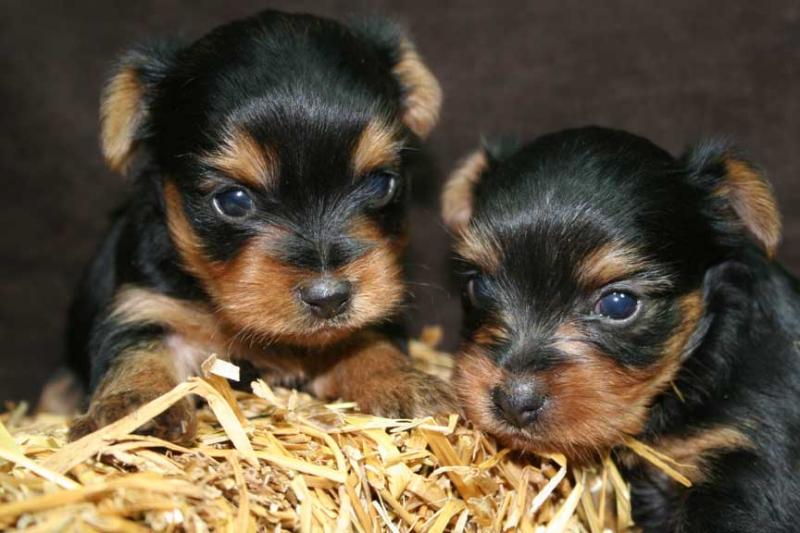 Yorkie Puppies Available for Re-homing Image eClassifieds4u