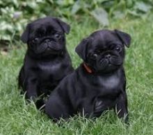 11 weeks old pug Puppies for Adoption