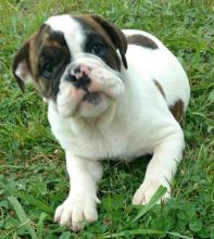 12 wks old Bulldog puppy, 484 816-4272