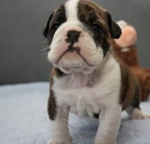 cute intelligent Bulldog puppies for sale email now for more details and pics or contact/...484 816