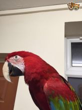 Baby Handtame Greenwing Macaws 1 Reserved