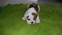 Beautiful red and white English bulldog puppies 484 816-4272,