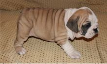 Brave English Bulldog puppies puppies 484 816-4272