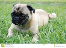 Cute pug Puppies