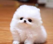 dearing pomeranian for re-homig