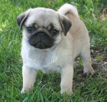 Lovely pure breed pug puppies.