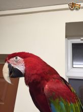 Macaw Parrot With Cage Included