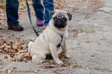 pug Puppies