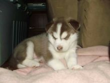 Purebred Siberian Looking for family to adopt Husky Puppies (720) 538-4810