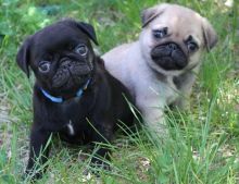 Beautiful Black/White pug Male