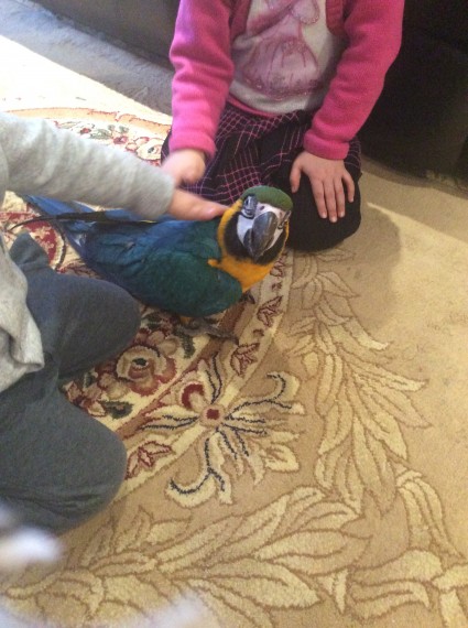 16 Weeks Blue And Gold Macaw Image eClassifieds4u