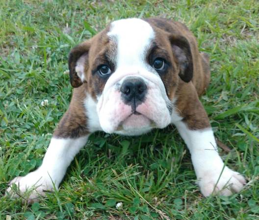 Beautiful blue eye Bulldog puppies.484 816-4272 Image eClassifieds4u