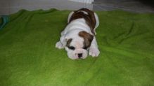 Beautiful red and white English bulldog puppies 484 816-4272, Image eClassifieds4U