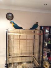 Blue And Gold Macaw for adoptopn Image eClassifieds4U