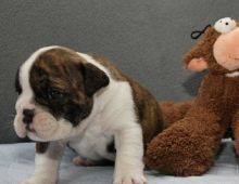 contact..484 816-4272 AKC Reg English bulldog puppies available for adoption. Image eClassifieds4U