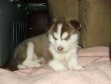 Purebred Siberian Looking for family to adopt Husky Puppies (720) 538-4810 Image eClassifieds4U