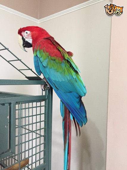Macaw Parrot With Cage Included Image eClassifieds4u