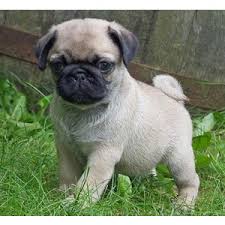 pug Puppies Image eClassifieds4u