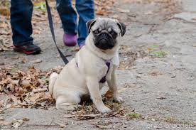 pug Puppies Image eClassifieds4u
