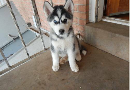 Purebred Siberian Looking for family to adopt Husky Puppies (720) 538-4810 Image eClassifieds4u